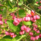 0909F 084 Kulmbach-Koblenz